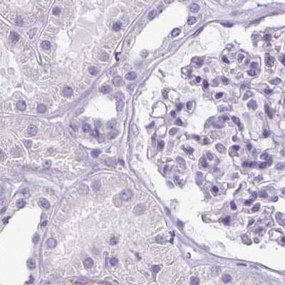 Immunohistochemistry-Paraffin: enkurin Antibody [NBP1-89911] - Staining of human kidney.
