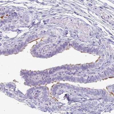 Immunohistochemistry-Paraffin: enkurin Antibody [NBP2-34037] - Staining of human fallopian tube shows high expression.
