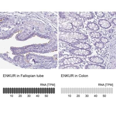 <b>Orthogonal Strategies Validation. </b>Immunohistochemistry-Paraffin: enkurin Antibody [NBP2-34037] - Staining in human fallopian tube and colon tissues using anti-ENKUR antibody. Corresponding ENKUR RNA-seq data are presented for the same tissues.