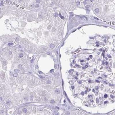 Immunohistochemistry-Paraffin: enkurin Antibody [NBP2-34037] - Staining of human kidney.
