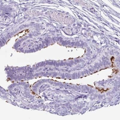 Immunohistochemistry-Paraffin: enkurin Antibody [NBP2-38925] - Staining of human fallopian tube shows high expression.