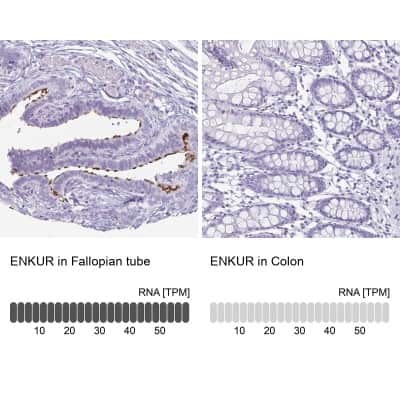 <b>Orthogonal Strategies Validation. </b>Immunohistochemistry-Paraffin: enkurin Antibody [NBP2-38925] - Staining in human fallopian tube and colon tissues using anti-ENKUR antibody. Corresponding ENKUR RNA-seq data are presented for the same tissues.