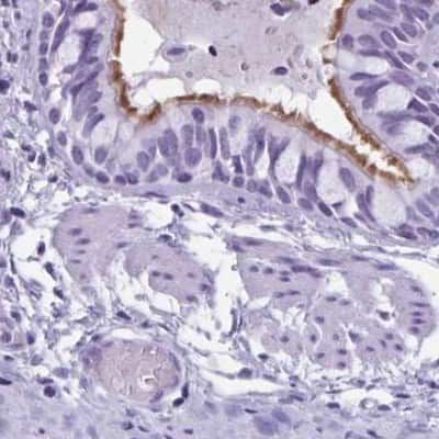 Immunohistochemistry-Paraffin: enkurin Antibody [NBP2-38925] - Staining of human bronchus.