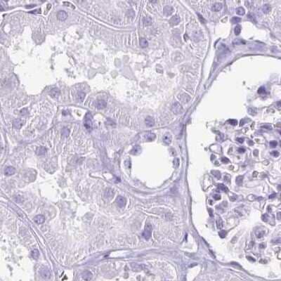 Immunohistochemistry-Paraffin: enkurin Antibody [NBP2-38925] - Staining of human kidney.
