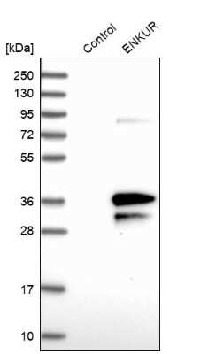 Western Blot: enkurin Antibody [NBP1-89911] - Analysis in control (vector only transfected HEK293T lysate) and ENKUR over-expression lysate (Co-expressed with a C-terminal myc-DDK tag (3.1 kDa) in mammalian HEK293T cells).