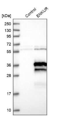Western Blot enkurin Antibody - BSA Free