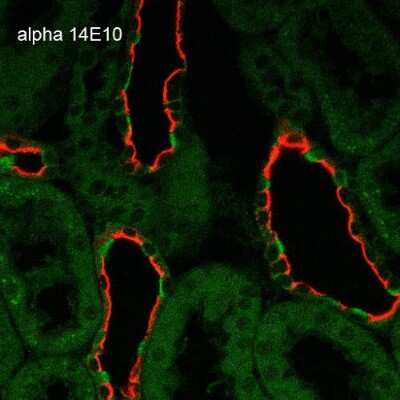 Immunohistochemistry: epithelial Sodium Channel beta Antibody (14E10) [NBP2-59383] - Immunohistochemistry analysis using Mouse Anti-epithelial Sodium Channel beta Monoclonal Antibody, Clone 14E10 (NBP2-59383). Tissue: Kidney. Species: Rat. Fixation: Paraffin-embedded formalin-fixed. Primary Antibody: Mouse Anti-epithelial Sodium Channel beta Monoclonal Antibody (NBP2-59383) at 1:100. Secondary Antibody: Goat Anti-Mouse ATTO 488 (green). Localization: Intercalated cells. Aquaporin 2 Antibody staining in red.