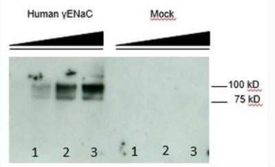 Western Blot epithelial Sodium Channel gamma Antibody (3c7) - BSA Free