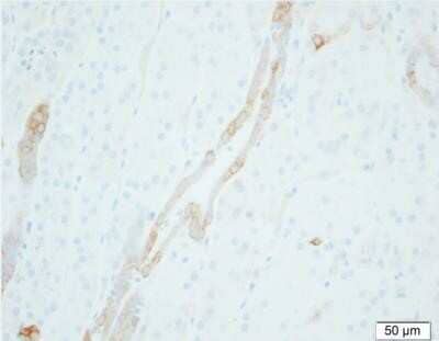 Immunohistochemistry-Paraffin epithelial Sodium Channel gamma Antibody (5c2) - BSA Free