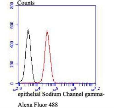 Flow Cytometry: epithelial Sodium Channel gamma Antibody [NBP2-76964] - Flow cytometric analysis of 293T cells with SCNN1G antibody at 1/100 dilution (red) compared with an unlabelled control (cells without incubation with primary antibody; black). Alexa Fluor 488-conjugated goat anti-rabbit IgG was used as the secondary antibody.