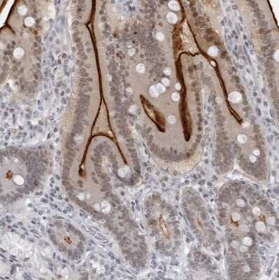 Immunohistochemistry-Paraffin espin Antibody