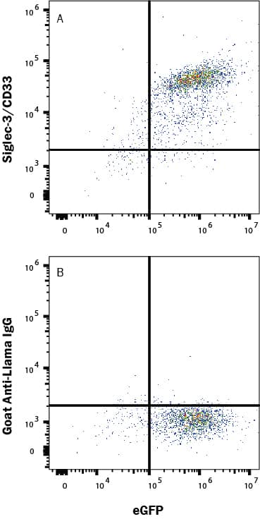 HEK293 human embryonic kidney cell line transfected with human Siglec-3/CD33 and eGFP was stained with (A) Llama Anti-Human Siglec-3/CD33 Llamabody VHH Monoclonal Antibody (LMAB10733) or (B) normal llama IgG (AF011) followed by APC-conjugated Goat-anti-llama IgG Secondary Antibody (F011126). Staining was performed using our Staining Membrane-associated Proteins protocol. 