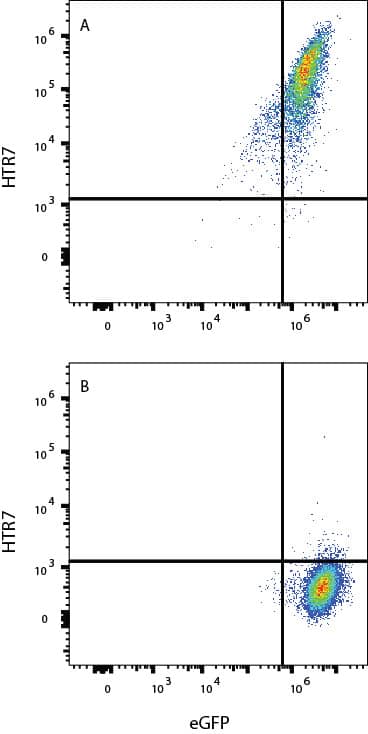 5-HT7 HEK293/eGFP transfecants (A) vs Irrelevant HEK293/eGFP transfecants (B) were stained with Mouse Anti-Human 5-HT7 APC‑conjugated Monoclonal Antibody (Catalog # FAB10325A). View our protocol for Staining Membrane-associated Proteins. 