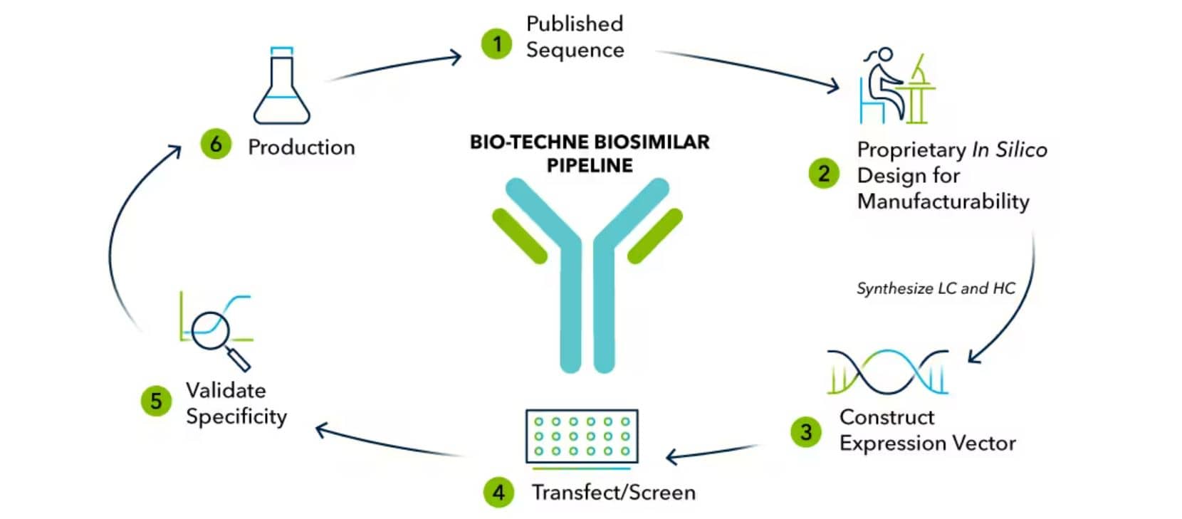 Biosimilar antibody development at Bio-Techne includes in silico design and engineering to generate both light chain (lc) and heavy chain (hc) sequences for each antibody. After transfection of the dual expression vector, Bio-Techne’s biosimilar antibodies undergo rigorous application testing to ensure the final biosimilar product is suited for your research needs.