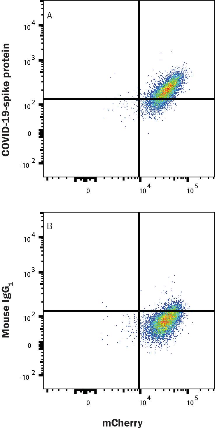 HEK293 human embryonic kidney cell line transfected with human ACE-2 and mCherry was incubated with Recombinant SARS-CoV-2 Spike S1 Subunit His-Tag protein (10522-CV), then stained with (A) Mouse Anti-SARS-CoV-2 Spike S1 Alexa Fluor® 488-conjugated Monoclonal Antibody (Catalog # FAB105403G) or (B) Mouse IgG1 Isotype Control Antibody (IC002G). Staining was performed using our Staining Membrane-associated Proteins protocol. 