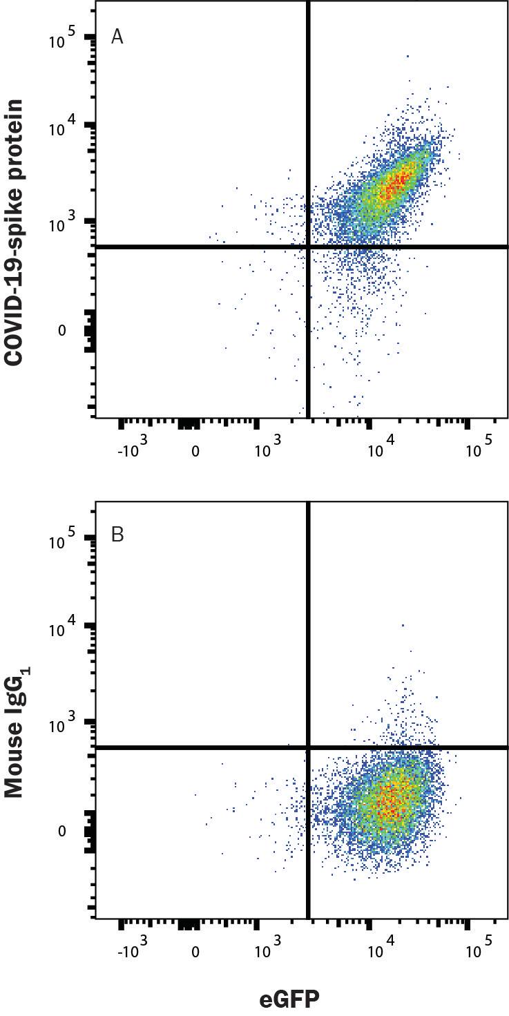 HEK293 human embryonic kidney cell line transfected with human ACE-2 and eGFP was incubated with Recombinant SARS-CoV-2 Spike S1 Subunit His-Tag Protein (10522-CV), then stained with (A) Mouse Anti-SARS-CoV-2 Spike S1 Alexa Fluor® 647-conjugated Monoclonal Antibody (Catalog # FAB105403R) or (B) Mouse IgG1 Isotype Control Antibody (IC002R). Staining was performed using our Staining Membrane-associated Proteins protocol.
