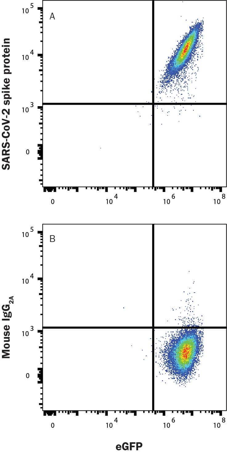 HEK293 human embryonic kidney cell line transfected with human ACE-2 and eGFP was incubated with Recombinant SARS-CoV-2 Omicron His-Tag protein (B.1.1.529 variant 11056-CV), then stained with (A) Mouse Anti-SARS-CoV-2 Spike S1 Alexa Fluor® 647-conjugated Monoclonal Antibody (FAB105805R) or (B) Mouse IgG2A Isotype Control Antibody (IC003R). Staining was performed using our Staining Membrane-associated Proteins protocol. 