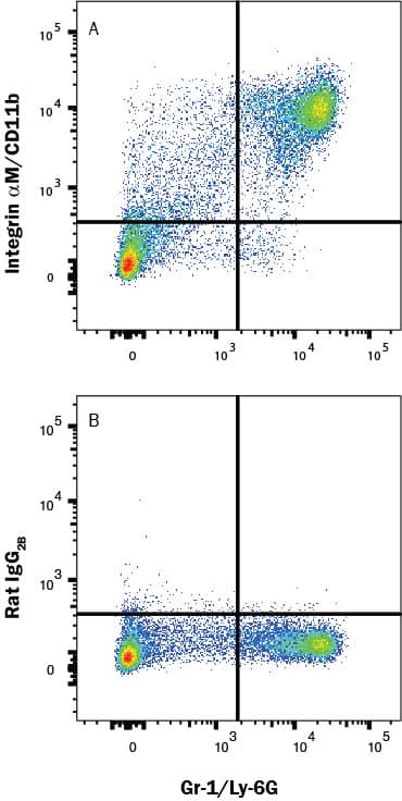 Mouse bone marrow cells were stained with (A) Rat Anti-Mouse Integrin aM/CD11b Fluorescein-conjugated Monoclonal Antibody (Catalog # FAB1124F) or (B) isotype control antibody (IC013F) and Rat anti-Mouse Gr-1/Ly-6G APC-conjugated Antibody (FAB1037A). View our protocol for Staining Membrane-associated Proteins.
