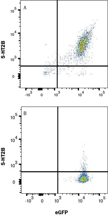HEK293 cell transfected with 5-HT2B and eGFP vs irrelevant was stained with eGFP and Rabbit Anti-Human 5-HT2B APC‑conjugated Monoclonal Antibody (Catalog # FAB11297A) in 5-HT2B transfectants (A) or (B) irrelevant transfectants. View our protocol for Staining Membrane-associated Proteins. 