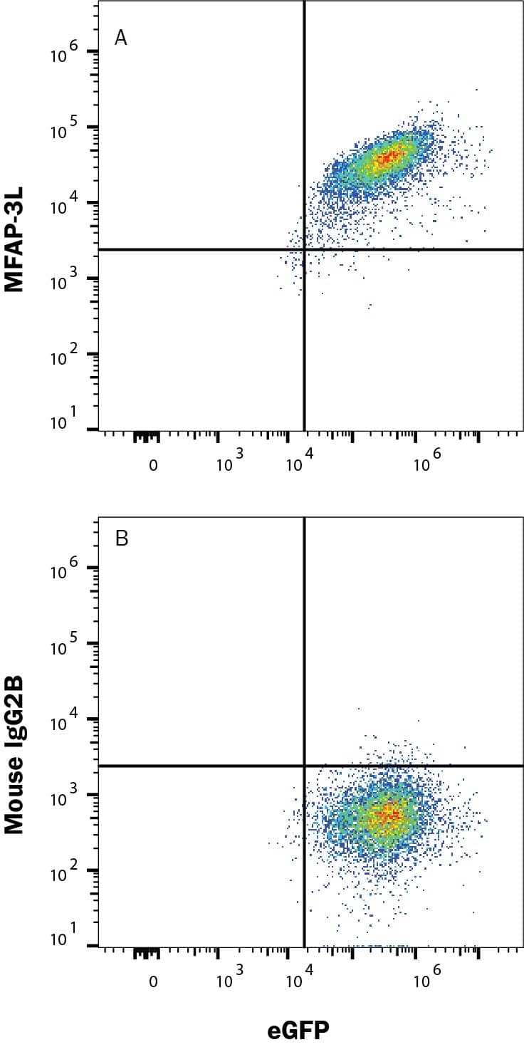 HEK293 cells transfected with Human MFAP-3L and eGFP were stained with eGFP and either (A) Mouse Anti-Human MFAP3 APC‑conjugated Monoclonal Antibody (Catalog # FAB113251A) or (B) Mouse IgG2B Allophycocyanin Isotype Control (Catalog # IC0041A). View our protocol for Staining Membrane-associated Proteins. 