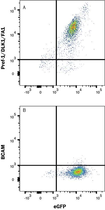 HEK293/Pref-1/eGFP (A) vs Irrelevant transfectants (B) were stained with Mouse Anti-Human Pref‑1/DLK1/FA1 APC‑conjugated Monoclonal Antibody (Catalog # FAB1144A)). View our protocol for Staining Membrane-associated Proteins. 