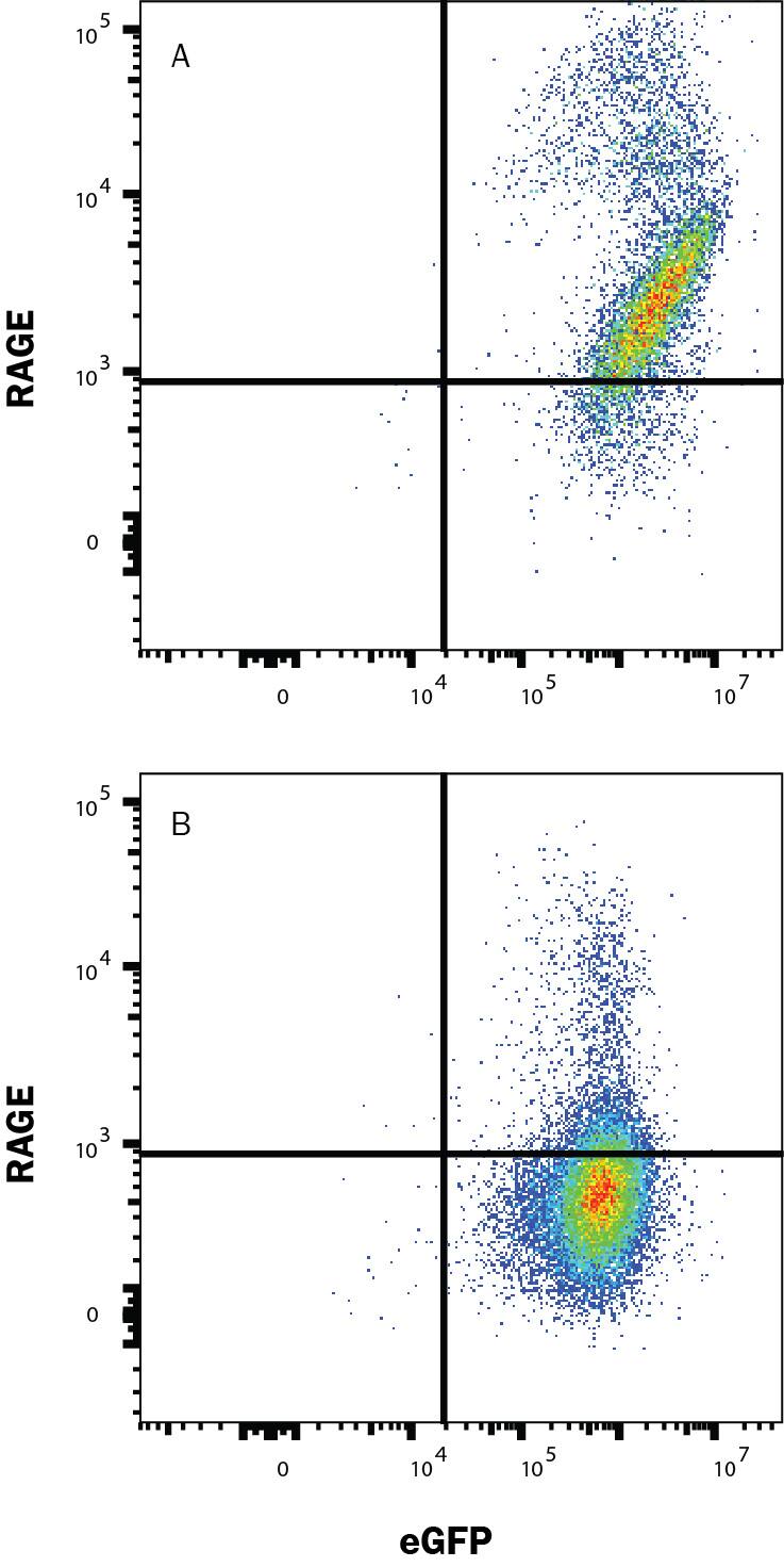 HEK293 cells transfected with mRAGE and eGFP (A) vs irrelevant and eGFP (B) were stained with Rat Anti-Mouse RAGE/AGER Alexa Fluor® 647‑conjugated Monoclonal Antibody (Catalog # FAB11795R). View our protocol for Staining Membrane-associated Proteins. 