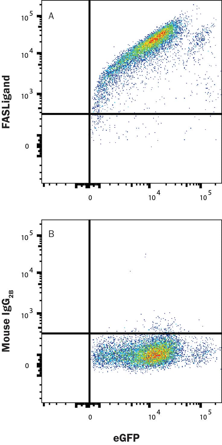 HEK293 human embryonic kidney cell line transfected with Fas Ligand/TNFSF6 and eGFP were stained with (A) Mouse Anti-Human Fas Ligand/TNFSF6 Alexa Fluor® 700-conjugated Monoclonal Antibody (Catalog # FAB126N) or (B) Mouse IgG2B Isotype Control Antibody staining (IC0041N). View our protocol for Staining Membrane-associated Proteins.