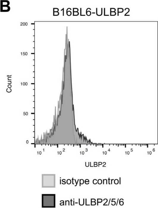Soluble ULBP2 does not promote tumor growth. (A) Flow cytometric evaluation of GFP expression in B16BL6-ULBP2 cells. Black and gray histograms represent unstained B16BL6-ULBP2 cells and unstained wild-type B16BL6 cells, respectively. (B) Flow cytometric evaluation of ULBP2 expression in B16BL6-ULBP2 cells. Black and gray histograms represent cells stained with PE-conjugated anti-ULBP2/5/6 antibody and PE-conjugated isotype control antibody, respectively. (C) Measurement of soluble ULBP2 concentrations in the culture supernatants of B16BL6-ULBP2 cells. Cells (1.0 × 104 or 5.0 × 104) were seeded in 24-well plates and cultured. Supernatants were collected at 24 and 48 h, and soluble ULBP2 levels were quantified using ELISA (n = 3). (D) Cell proliferation curves of B16BL6-ULBP2 cells seeded in 6-well plates (5.0 × 104 cells/well). Cells were harvested and counted every 24 h for 5 days using a hemocytometer (n = 6). (E) Specific growth rates (μ) and doubling times (Td) of cells calculated as described in (D). (F) Tumor growth curves of syngeneic subcutaneous tumors in C57BL/6 mice (n = 5) injected with B16BL6-mock or B16BL6-ULBP2 cells (1.0 × 106). Tumor volumes were calculated as described in (E). (G) Tumor weights measured on day 14 for the mice in (F). (H) Soluble ULBP2 concentrations in plasma collected on day 14, measured using ELISA from the mice in (F). In (C–F), data are presented as the mean ± SEM. ** p < 0.01; **** p < 0.0001; ns: not significant (two-tailed Welch’s t-test for C; Mann–Whitney U test for (D–F)). In (G,H), individual values are shown with the mean ± SEM. ** p < 0.01; ns: not significant (Mann–Whitney U test). Image collected and cropped by CiteAb from the following open publication (//pubmed.ncbi.nlm.nih.gov/40243581), licensed under a CC-BY license. Not internally tested by R&D Systems.