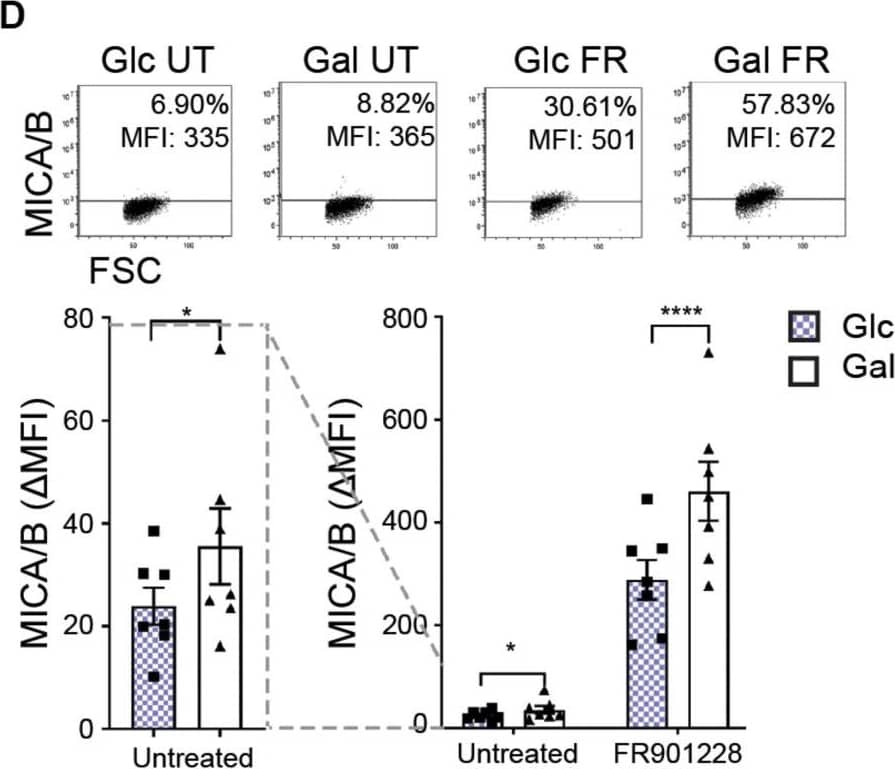 Hydroxycitrate reduces MICA expression in activated T cells and multiple cancer cells. (A) MICA mRNA analyzed by quantitative RT-PCR in total RNA purified from HEK293 cells after more than 30 passages in glucose (Glc) and galactose (Gal). MICA expression is normalized to housekeeping gene RPLP0 and displayed as mean ± SEM from six independent experiments. (B) MICA surface expression analyzed by flow cytometry of Glc and Gal cells at basal levels. Dot plots are representative of at least three independent experiments. Grid is set to ∼5% of corresponding isotype control stainings. (C) Mitochondrial stress test on HEK293 cultivated in Glc or Gal under same conditions as in Figure 4A. The graph is baselined to measuring point three and displays mean ± SEM from two independent experiments. (D) MICA/B surface expression of peripheral blood lymphocytes (PBLs) activated for 3 days in Glc or Gal growth medium prior to 18 h treatment with FR901228 (20 ng/mL). Grids in dot plots are set to ∼5% of corresponding isotype control staining and dot plots are representative of seven different donors. The bar graph displays mean ± SEM of isotype-corrected MICA/B MFI ( delta MFI) from seven donors. Left panel is zoomed in on the difference between untreated Glc and Gal PBLs. (E,F) HEK293 MGAT5 knockout (KO) cells were treated with (E) 2DG (20 mM) or (F) hydroxycitrate (HC) (15 mM) in addition to PBS (UT), citrate (10 mM), or GlcNAc (25 mM) for 22–24 h. Bar graphs display MICA surface expression as mean ± SEM of  delta MFI values from three independent experiments. Data of UT samples share values with UT samples in Figure 3H. (G) MICA surface expression in several cancer cell lines after 18 or 42 h treatment with HC (10 mM).  delta MFI values are normalized to UT control and shown as mean ± SEM from at least three independent experiments. (H,I) MICA surface expression (H) and NKG2D-fc binding (I) in cancer cell lines after 2.5 h treatment with HC (10 mM) prior to 18 h stimulation with FR901228 (FR, 20 ng/mL) or sodium butyrate (But, 5 mM). Bar graphs display MICA surface expression as mean ± SEM of  delta MFI values (H), or NKG2D-fc surface binding as ± SEM of  delta MFI normalized to untreated (UT) control (I), from three independent experiments. Statistical analysis was performed by unpaired t-test with Welch’s correction in (A,E,F), ratio paired t-test in (D), one-sample t-test in (G), and two-way ANOVA with Bonferroni’s multiple comparison test (H,I). *p < 0.05, **p < 0.01, ***p < 0.001, and ****p < 0.0001. Image collected and cropped by CiteAb from the following publication (//pubmed.ncbi.nlm.nih.gov/32849657), licensed under a CC-BY license. Not internally tested by R&D Systems.