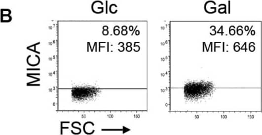 Hydroxycitrate reduces MICA expression in activated T cells and multiple cancer cells. (A) MICA mRNA analyzed by quantitative RT-PCR in total RNA purified from HEK293 cells after more than 30 passages in glucose (Glc) and galactose (Gal). MICA expression is normalized to housekeeping gene RPLP0 and displayed as mean ± SEM from six independent experiments. (B) MICA surface expression analyzed by flow cytometry of Glc and Gal cells at basal levels. Dot plots are representative of at least three independent experiments. Grid is set to ∼5% of corresponding isotype control stainings. (C) Mitochondrial stress test on HEK293 cultivated in Glc or Gal under same conditions as in Figure 4A. The graph is baselined to measuring point three and displays mean ± SEM from two independent experiments. (D) MICA/B surface expression of peripheral blood lymphocytes (PBLs) activated for 3 days in Glc or Gal growth medium prior to 18 h treatment with FR901228 (20 ng/mL). Grids in dot plots are set to ∼5% of corresponding isotype control staining and dot plots are representative of seven different donors. The bar graph displays mean ± SEM of isotype-corrected MICA/B MFI ( delta MFI) from seven donors. Left panel is zoomed in on the difference between untreated Glc and Gal PBLs. (E,F) HEK293 MGAT5 knockout (KO) cells were treated with (E) 2DG (20 mM) or (F) hydroxycitrate (HC) (15 mM) in addition to PBS (UT), citrate (10 mM), or GlcNAc (25 mM) for 22–24 h. Bar graphs display MICA surface expression as mean ± SEM of  delta MFI values from three independent experiments. Data of UT samples share values with UT samples in Figure 3H. (G) MICA surface expression in several cancer cell lines after 18 or 42 h treatment with HC (10 mM).  delta MFI values are normalized to UT control and shown as mean ± SEM from at least three independent experiments. (H,I) MICA surface expression (H) and NKG2D-fc binding (I) in cancer cell lines after 2.5 h treatment with HC (10 mM) prior to 18 h stimulation with FR901228 (FR, 20 ng/mL) or sodium butyrate (But, 5 mM). Bar graphs display MICA surface expression as mean ± SEM of  delta MFI values (H), or NKG2D-fc surface binding as ± SEM of  delta MFI normalized to untreated (UT) control (I), from three independent experiments. Statistical analysis was performed by unpaired t-test with Welch’s correction in (A,E,F), ratio paired t-test in (D), one-sample t-test in (G), and two-way ANOVA with Bonferroni’s multiple comparison test (H,I). *p < 0.05, **p < 0.01, ***p < 0.001, and ****p < 0.0001. Image collected and cropped by CiteAb from the following publication (//pubmed.ncbi.nlm.nih.gov/32849657), licensed under a CC-BY license. Not internally tested by R&D Systems.