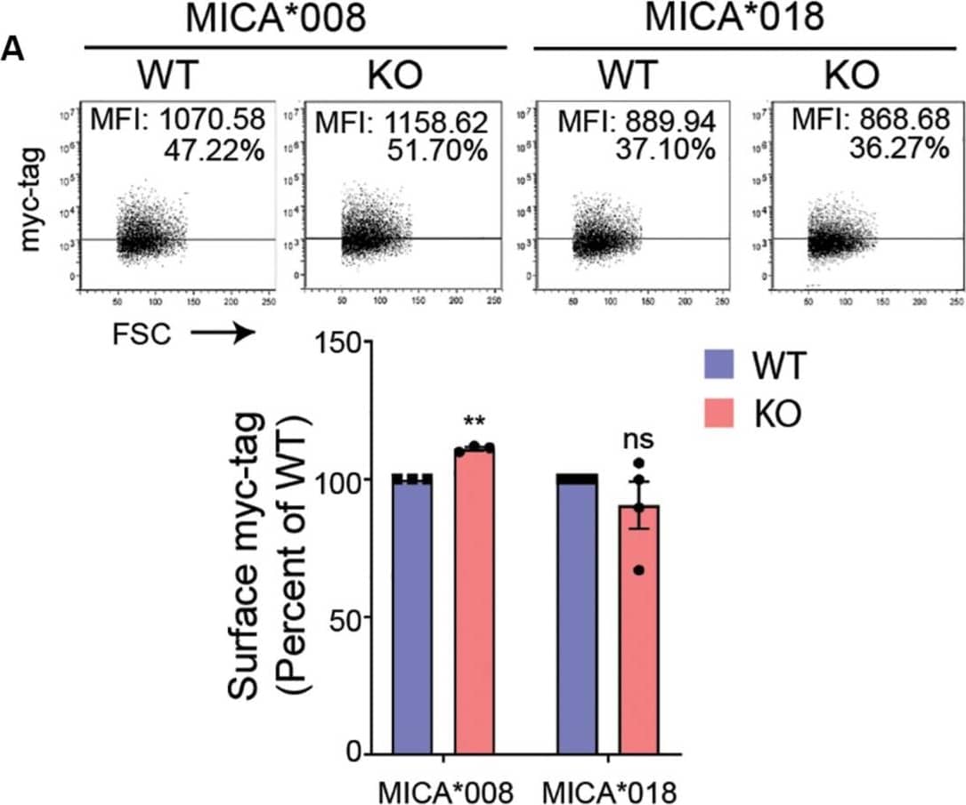 UDP-GlcNAc upregulates MICA expression. (A) HEK293 wildtype (WT) and HEK293 MGAT5 knockout (KO) cells were transfected with GFP-myc-tagged MICA*008 or MICA*018 under CMV promoter and detected on the surface the following day as surface myc-tag expression on GFP-positive cells. Data are displayed as isotype-corrected mean fluorescence intensity ( delta MFI) relative to WT from three-four independent experiments. Dot plots are representative of all experiments. Grid is set to 5% of corresponding isotype controls. (B) MICA mRNAs were analyzed by quantitative RT-PCR in total RNA purified from WT and KO cells. MICA expression was normalized to housekeeping gene RPLP0 and shown as ratio relative to WT cells from six independent experiments. (C) UDP-GlcNAc/UDP-GalNAc measurements from LC-HRMS analysis of intracellular metabolites in WT and KO cells are presented as relative peak areas (a.u.) corresponding to UDP-GlcNAc or UDP-GalNAc. Log10-transformed values from three experiments are shown as individual dots. (D) MICA mRNA analyzed by quantitative RT-PCR in total RNA purified from WT and KO cells after 8 days cultivation with indicated concentrations of GlcNAc. MICA expression is normalized to housekeeping gene RPLP0 and displayed as ratio relative to untreated WT cells from two independent experiments. All data are displayed as mean ± SEM. Statistical analysis was performed using one-sample t-test in (A,B), and unpaired t-test with Welch’s correction in (C). **p < 0.01 and ***p < 0.001, p-value is presented in (C). Image collected and cropped by CiteAb from the following publication (//pubmed.ncbi.nlm.nih.gov/32849657), licensed under a CC-BY license. Not internally tested by R&D Systems.