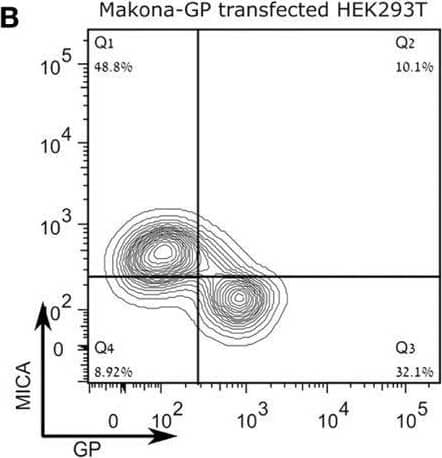 Expression of the Sudan virus (SUDV)- or Makona-GP results in loss of surface staining of  alpha MICA in HEK293T cells and JEG3 cells stably transfected with MICA. The figure shows representative flow cytometry analysis for steric shielding of the MICA antigen by SUDV-GP or Makona-GP. (A) HEK293T cells were transfected, harvested, and stained for SUDV-GP with a biotinylated 3C10 antibody, followed by allophycocyanin (APC)-conjugated streptavidin, and co-stained for MICA surface antigens with phycoerythrin (PE)-conjugated  alpha MICA antibody. Results are from one representative experiment of more than 10 performed (B) HEK293T cells were transfected, harvested, and stained for Makona-GP with survivor sera, followed by APC-labeled secondary antibody, and co-stained for MICA surface antigen using PE-conjugated  alpha MICA antibody. Results are from one representative experiment of two performed. (C) SUDV-GP-transfected JEG3-MICA cells stained for SUDV-GP and co-stained for MICA surface antigens and NKG2D-Ig ligands. Results are from one representative experiment of more than four performed. (D–F) HEK293T cells were transfected with SUDV-GP or SUDV-GP-GFP, harvested shortly after they were treated with trypsin or left untreated, and finally stained for: (D) HLA-A, B, C, and SUDV-GP, (E) MICA and SUDV-GP, and (F) B7H6. Results are from one representative experiment of more than four performed. Image collected and cropped by CiteAb from the following open publication (//pubmed.ncbi.nlm.nih.gov/30013549), licensed under a CC-BY license. Not internally tested by R&D Systems.