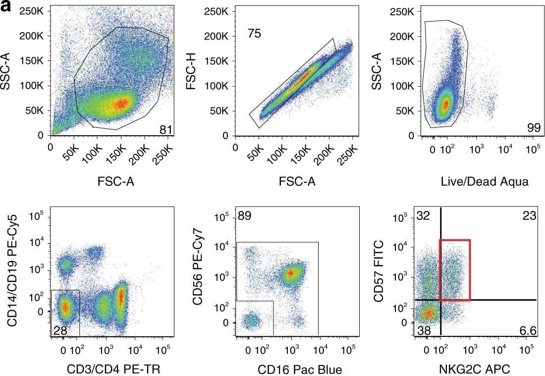 Cell surface expression of NKG2C and gene expression of CD57+NKG2C+ NK cells in healthy subjects and HIV-1 chronically infected individuals. a Flow cytometric gating strategy of sorted CD57+NKG2C+ NK cells. b Graphical analysis of frequency of CD57+NKG2C+ NK cells in healthy (black) and HIV-1-infected individuals (red). Mann–Whitney test was used to determine significance between frequencies of each group. c Volcano plot displaying upregulated (red), downregulated (blue), and stably expressed (gray) pre-selected genes, involved in NK cell-mediated responses to HIV-1 infection. Size of each data point is calculated as −log10(p-value) × log2(FC), p-value cutoff p < 0.05, fold change cutoff > 2 or <1/2. Transcriptional analysis from six healthy subjects and five HIV-1 chronically infected individuals from one independent experiment is represented Image collected and cropped by CiteAb from the following publication (//www.nature.com/articles/s41467-018-03618-w), licensed under a CC-BY license. Not internally tested by R&D Systems.