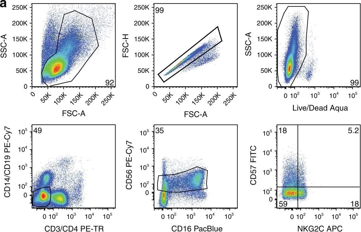 Cell surface expression of NKG2C and gene expression of CD57+NKG2C+ NK cells in healthy subjects and HIV-1 chronically infected individuals. a Flow cytometric gating strategy of sorted CD57+NKG2C+ NK cells. b Graphical analysis of frequency of CD57+NKG2C+ NK cells in healthy (black) and HIV-1-infected individuals (red). Mann–Whitney test was used to determine significance between frequencies of each group. c Volcano plot displaying upregulated (red), downregulated (blue), and stably expressed (gray) pre-selected genes, involved in NK cell-mediated responses to HIV-1 infection. Size of each data point is calculated as −log10(p-value) × log2(FC), p-value cutoff p  2 or  2 or <1/2. Transcriptional analysis from 11 vaccinated individuals and 1 independent experiment is represented Image collected and cropped by CiteAb from the following publication (//www.nature.com/articles/s41467-018-03618-w), licensed under a CC-BY license. Not internally tested by R&D Systems.