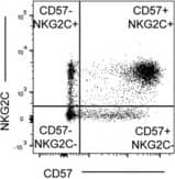 Enhancement of cytokine‐driven IFN‐ gamma  production within CD56bright, CD56dimNKG2C−CD57− and CD56dimNKG2C+CD57− NK cells after vaccination. (A) Frequencies of IFN‐ gamma  producing NK cells after HCC stimulation of PBMC at baseline (0) and up to 24 weeks post TIV vaccination. (B) Gating strategy showing CD57 and NKG2C‐defined subsets. (C, D) Subset distribution for NK cell IFN‐ gamma  production after HCC stimulation of pre (0 weeks) and post‐vaccination (4, 12, 24 weeks) samples from subjects receiving (C) TIV and (D) DTPiP. Dots represent the frequency of IFN‐ gamma + NK cells for each subject and horizontal lines represent median frequency for each group. Statistical analysis was performed on paired samples using Wilcoxon signed‐rank test, *p < 0.05, **p < 0.01. Image collected and cropped by CiteAb from the following publication (//pubmed.ncbi.nlm.nih.gov/28383105), licensed under a CC-BY license. Not internally tested by R&D Systems.