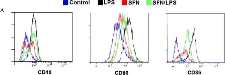 SFN inhibits LPS induced moDC maturation and enhances the phagocytic activity.moDCs at day 7 in culture were used for cell phagocytosis and cell differentiation status analysis. moDCs were pre-incubated for 1 h with or without SFN (10 μM) before stimulation for 24 h LPS (1.0 μg/ml) or to the indicated concentrations. CD40, CD80, and CD86 cellular surface markers expression were analyzed by flow cytometry (A). The flow cytometry results shown were from one experiment of two independent experiments. CD40, CD80 and CD86 mean fluorescence intensity (MFI) determined by flow cytometry (B). The flow cytometry results were combined from two independent experiments and each experiment was performed from triplications. Data are mean ± standard deviations (SD) (the letters a and b P<0.01). The phagocytic activity of moDCs was examined after stimulating with different concentration of LPS (0,5 μg/ml, 1,0 μg/ml, and 2,0 μg/ml) with or without 24 h pre-treatment with SFN (C). The mRNA expression of DCs surface markers CD40, CD80 and CD86 were quantified using qRT-PCR (D). The mRNA expression and phagocytosis results were combined from three independent experiments and each experiment was performed in four replications. The data represented as the mean ± standard deviations (SD) (* P < 0.05; ** P < 0.01; *** P < 0.001). Image collected and cropped by CiteAb from the following publication (//pubmed.ncbi.nlm.nih.gov/25793534), licensed under a CC-BY license. Not internally tested by R&D Systems.