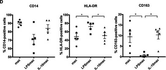 Phenotypic characterization of LPS- and IL-10-stimulated macrophages derived from human CD14+ peripheral blood monocytes. a Representative images of actin and tubulin stainings of LPS- and IL-10-stimulated macrophages polarized in absence of other external stimuli (mac) or in the presence of 10ng/ml LPS (LPSmac) or IL-10 (IL-10mac), respectively. F-actin was stained with Phalloidin-FITC (green),  alpha –tubulin with a specific monoclonal antibody followed by incubation with AlexaFluor594 secondary antibody (red) and nuclei were counterstained with DAPI (blue). Scale bars represent 50 μm. b Morphological differences between macrophage populations were quantified by calculating the cell aspect ratio (quotient between cell major and minor axes) of actin/tubulin stained cells. Chart reflects measurements of at least 100 cells per donor from, at least, 3 distinct donors. Bars represent mean values and flags indicate standard deviations. c Cytokine production profile of LPS- and IL-10-stimulated macrophages. Cytokine concentration was measured by ELISA in conditioned media from distinct macrophage populations. Charts indicate fold increase in IL-6, IL-10 and TNF-alpha  expression, in comparison to unstimulated macrophages. Data is representative of the cytokine profile of cells derived from at least 7 different donors. Bars represent mean values and flags indicate standard deviations. d Expression of typical macrophage lineage (CD14) and polarization markers (HLA-DR and CD163) was determined by flow cytometry of unstimulated, LPS- and IL-10-stimulated macrophages. Scatter charts represent percentage of positive cells for each cell surface marker considering data obtained with cells derived from 5 different donors. *, significantly different at p < 0.05. IL-10, interleukin-10; LPS, lipopolysaccharide Image collected and cropped by CiteAb from the following publication (//pubmed.ncbi.nlm.nih.gov/26043921), licensed under a CC-BY license. Not internally tested by R&D Systems.