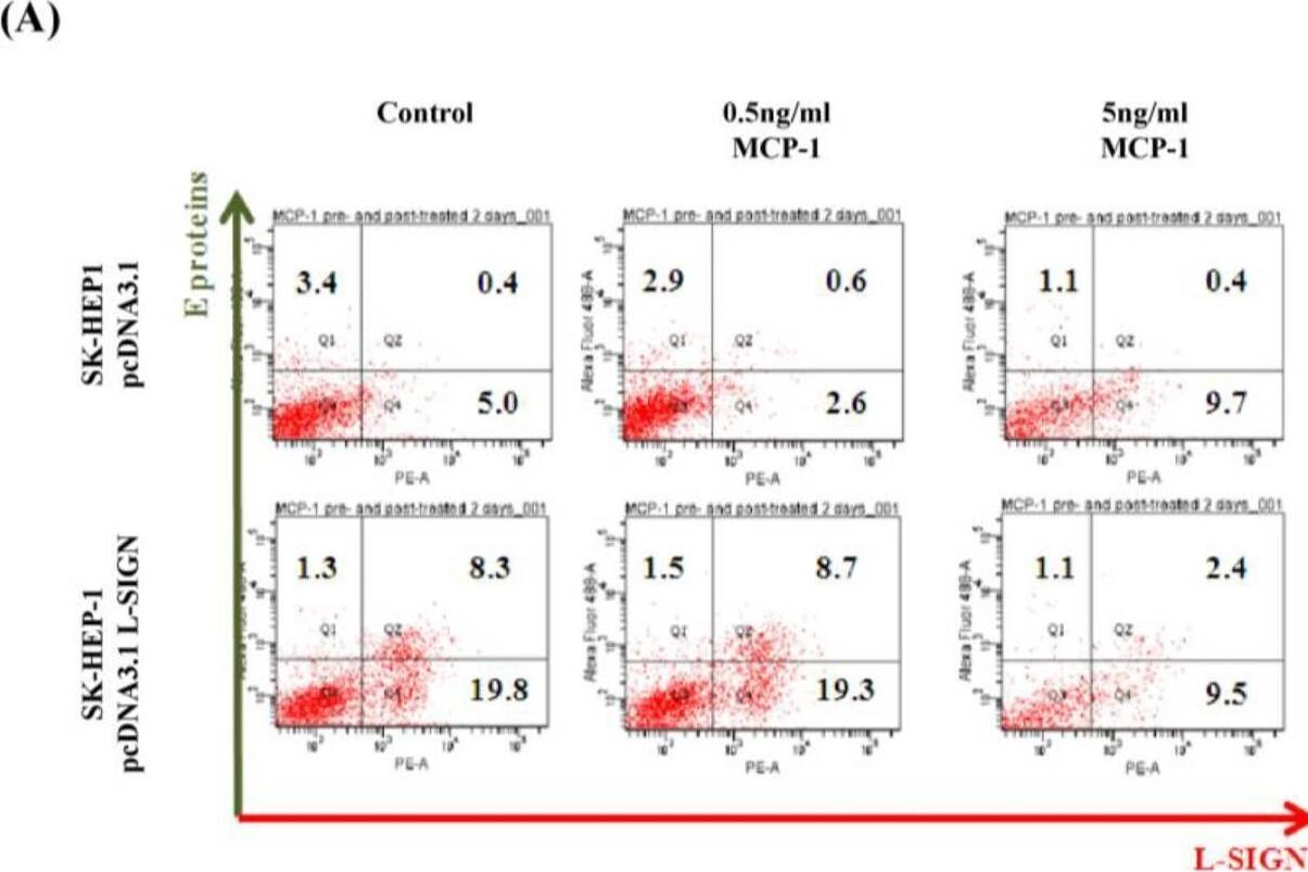 Recombinant MCP-1 protein in DENV replication. (A) Flow cytometry was used to detect the dengue virus envelope protein (E) and L-SIGN expression on the cell surface in DENV-infected SK-HEP-1 pcDNA3.1 and SK-HEP-1 pcDNA3.1 L-SIGN with 0, 0.5, and 5 ng/mL MCP-1. (B) DENV copy numbers were counted by fluorescence intensity in DENV-infected SK-HEP-1 pcDNA3.1 and SK-HEP-1 pcDNA3.1 L-SIGN with 0, 0.5, and 5 ng/mL MCP-1. Image collected and cropped by CiteAb from the following open publication (//pubmed.ncbi.nlm.nih.gov/40143272), licensed under a CC-BY license. Not internally tested by R&D Systems.