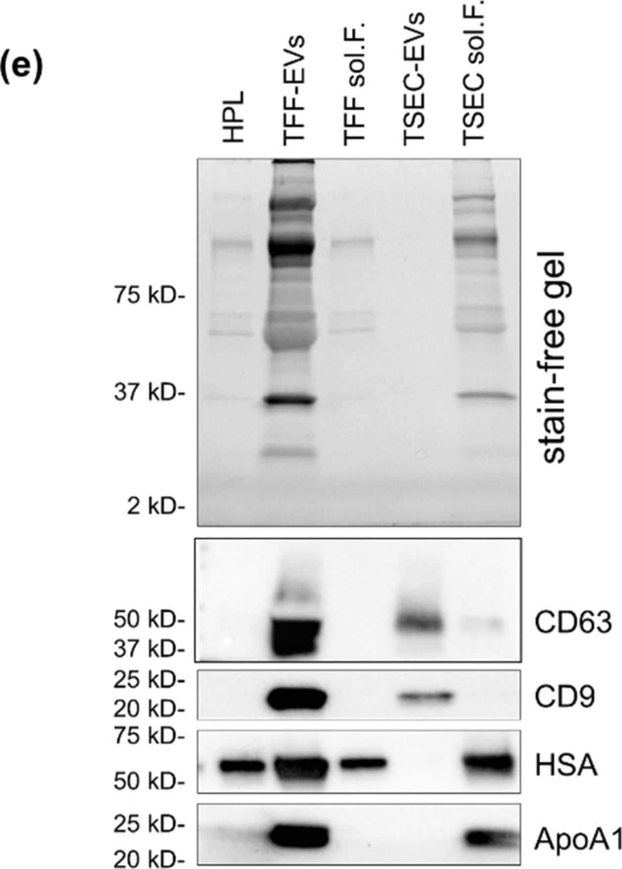 Purification and characterization of human platelet lysate-derived extracellular vesicles (HPL EVs). (a) Schematic illustration of EV purification from pooled HPL created using biorender. After two freeze-thaw cycles of expired platelet concentrates and pooling, HPL supernatant was diluted 1:10 in cell culture medium and then separated into soluble factors (sol.F.) and enriched EVs by tangential flow filtration (TFF) [24]. For further enrichment, TFF-EVs were separated by size exclusion chromatography (SEC) into EV (TSEC-EV) and lipid/protein-enriched TSEC-soluble fractions. (b) Wire graph illustrating HPL fractionation and the three main fractions analyzed throughout the study. (c) Monitoring of protein separation from particles by TFF and subsequent SEC, respectively. Particle concentration measured by tunable resistive pulse sensing (TRPS; blue squares and blue line). Protein concentration analyzed by detergent-compatible (DC) protein assay (red circles and red line). Mean ± SD of three independent experiments performed in triplicate. (d) Comparison of particle and protein recovery after EV purification by TFF and TSEC showed particle recovery of 96.13 ± 3.87%, 48.35 ± 2.05% and 4.45 ± 2.05% for TFF-EVs, TSEC-EVs and TSEC-soluble fractions, respectively. Protein recovery was 14.86 ± 6.99%, 0.06 ± 0.003% and 4.12 ± 1.59% for TFF-EVs, TSEC-EVs and TSEC-soluble fractions, respectively. Two-way ANOVA/repeated measures, ** p ≤ 0.01, * p ≤ 0.05. (e) Western blot for tetraspanins CD63 and CD9, human serum albumin (HSA) and apolipoprotein A1 (ApoA1). Representative depiction, two independent western blot experiments were performed. Image collected and cropped by CiteAb from the following open publication (//pubmed.ncbi.nlm.nih.gov/35203448), licensed under a CC-BY license. Not internally tested by R&D Systems.