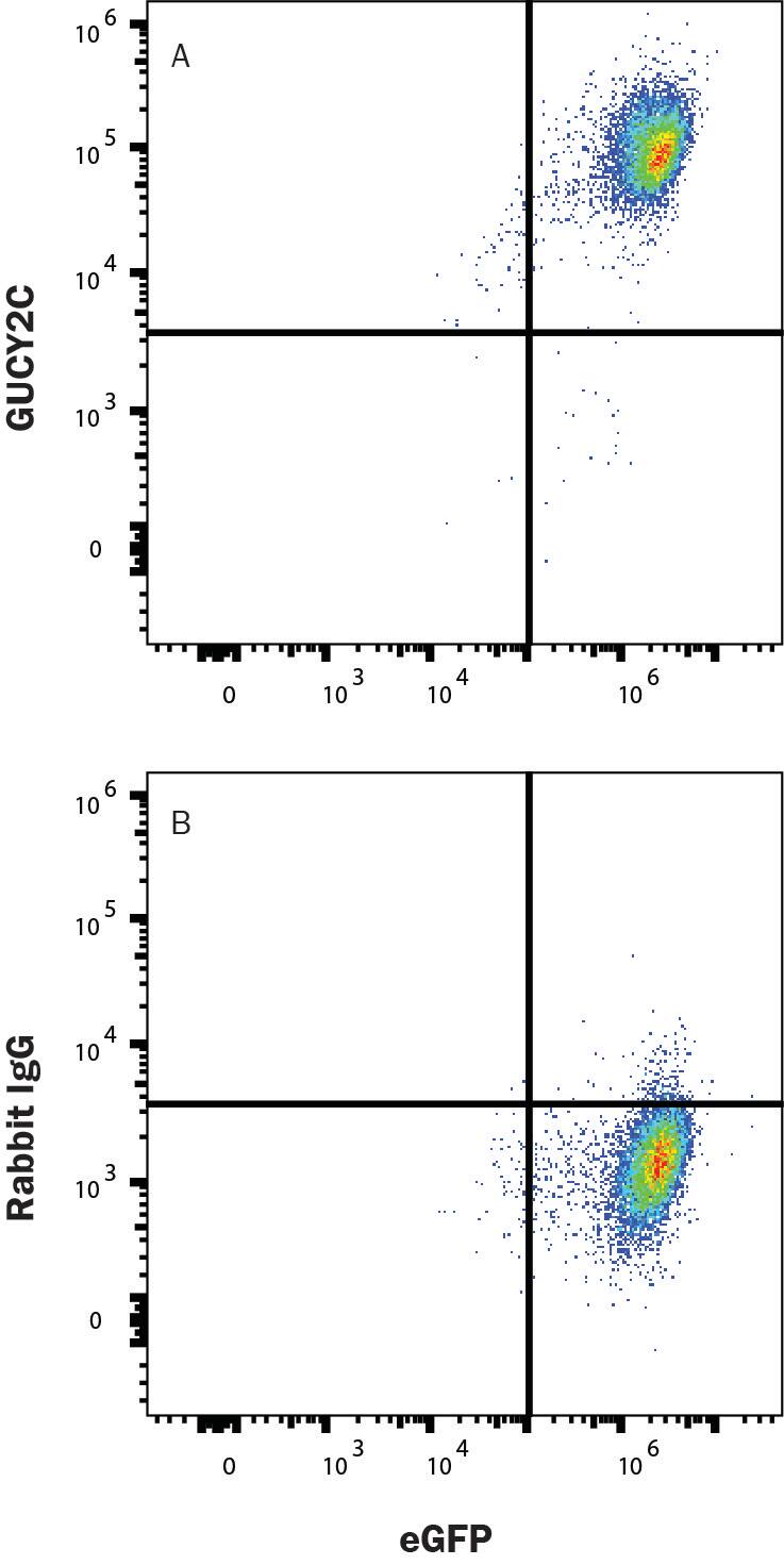 HEK293 transfected with Human GUCY2C and eGFP  were stained with eGFP and either (A) Rabbit Anti-Human Guanylyl Cyclase C/GUCY2C PE‑conjugated Monoclonal Antibody (Catalog # FAB2157P) or (B) Rabbit IgG PE-conjugated Antibody (Catalog # IC1051P). View our protocol for Staining Membrane-associated Proteins. 
