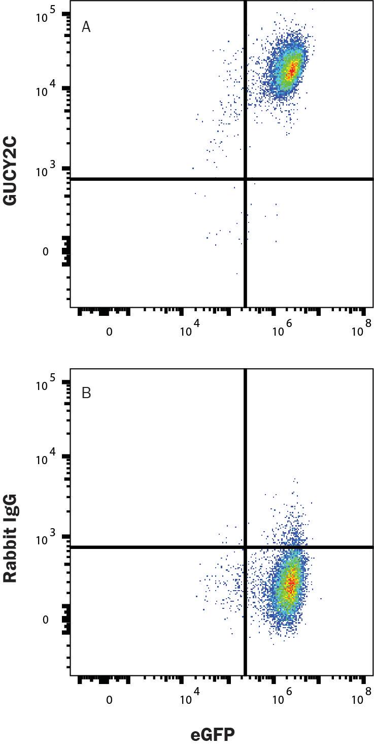 HEK293 transfected with Human GUCY2C and eGFP  were stained with eGFP and either (A) Rabbit Anti-Human Guanylyl Cyclase C/GUCY2C AF647‑conjugated Monoclonal Antibody (Catalog # FAB2157R) or (B) Rabbit IgG AF647-conjugated Antibody (IC1051R). View our protocol for Staining Membrane-associated Proteins. 