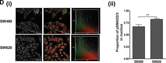Investigating the status of the canonical TGF-beta  pathway and levels of Hsp90 in the genetically paired SW480 primary and SW620 secondary tumour-derived colon cancer cell lines. a The secretion of TGF-beta 1 by SW480 and SW620 cells was determined by means of an ELISA to quantify the levels of extracellular TGF-beta 1 in spent culture medium for a given cell number after 12 h incubation. Data represent the average of three independent experiments performed in triplicate and error bars indicate the standard error in the mean. b The levels of TGF-beta RII receptor on the cell surface was determined by flow cytometry using a fluorescein isothiocyanate-conjugated antibody. Data was analysed using FlowJo software and gating carried out according to the IgG1 isotype control. Histograms show a shift in fluorescence for each sample (black line, unshaded) compared to the isotype control (grey shading) and the percentage of positive events is indicated for each sample. Data are representative of three independent experiments showing consistent results. c Intracellular levels of TGF-beta 1 in SW480 and SW620 cells were determined by (i) western blot analysis and compared to a histone loading control. The images are cropped from the full length western blot provided as Additional file 1. (ii) The normalized levels of pre-pro TGF beta 1 from the western blot in (i) were determined by densitometry using ImageJ and calculated according the histone loading control. AU: arbitrary units. The positive control represents commercially obtained recombinant human TGF beta 1 in its active form. d Activation of the TGF-beta  canonical pathway was determined by the phosphorylation and nuclear localization of Smad2/3. SW480 and SW620 cells were stained for pSMAD2/3 and nuclei were stained with Hoescht-33342. Immunofluorescence was detected using the Zeiss LSM 510 Meta laser scanning confocal microscope and the images analysed using Axiovision LE 4.7.1 software (Zeiss). (i) The first column shows the level of pSmad2/3 staining in the cells, pseudocoloured to white, while the second column shows a merged image of the nucleus pseudo-coloured to red and the pSMAD2/3 staining pseudocoloured to green. The third column shows frequency scattergrams obtained using colocalisation analysis on Image J,. Scale bars represent 20 μm. (ii) Graphs generated from profiles of the nucleus and pSMAD2/3 within individual cells analysed using Zen Lite Software showing the proportion of total pSMAD2/3 that is found in the nucleus. In all cases, analyses were performed on triplicate images containing at least 10 cells per image e The secretion of Hsp90 beta  by SW480 and SW620 cells was quantified by means of an ELISA on spent culture medium after 12 h incubation. The data are representative of two individual experiments performed in triplicate and showing consistent results. f Whole cell lysates from SW480 and SW620 cells were analysed for Hsp90 alpha  and Hsp90 beta  expression using western blot analysis. Where relevant, data was analysed using GraphPad Prism 4.03 software with errors bars indicating the standard error in the mean and a students t-test was performed to assess statistical significance. (*p < 0.05, **p < 0.01) Image collected and cropped by CiteAb from the following publication (//bmccancer.biomedcentral.com/articles/10.1186/s12885-017-3190-z), licensed under a CC-BY license. Not internally tested by R&D Systems.