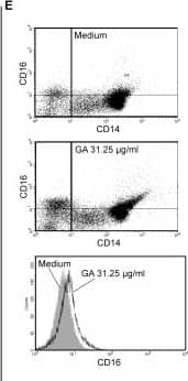 Analysis of monocyte subsets. A–B. Gated monocytes in a forward vs. side scatter dot-plot analysis of peripheral blood mononuclear cells. Monocytes were then gated according to their surface expression of CD14 and CD16. Flow cytometric analysis of phagocytosis revealed that CD14++CD16+ monocytes (gate III) engulfed polystyrene beads more effectively than the other subsets (gate I and II). CI–III. The mean fluorescence intensities represent the amount of incorporated fluorescent latex particles phagocytosed by 3×105 cells. D. Increase in the percentage of CD14+CD16+ monocytes after 4 h and 8 h of treatment with 31.25 µg/ml glatiramer acetate (GA) in MACS isolated monocytes. Data are expressed as mean percentages ± SEM of three independent experiments. Significant effects vs. controls are indicated by asterisks (*p<0.05, **p<0.01, and ***p<0.001 using Bonferroni's Multiple Comparison Test) as determined by one-way ANOVA. E. Slight but not significant increase of CD16 expression after GA treatment. Image collected and cropped by CiteAb from the following open publication (//pubmed.ncbi.nlm.nih.gov/23284793), licensed under a CC-BY license. Not internally tested by R&D Systems.
