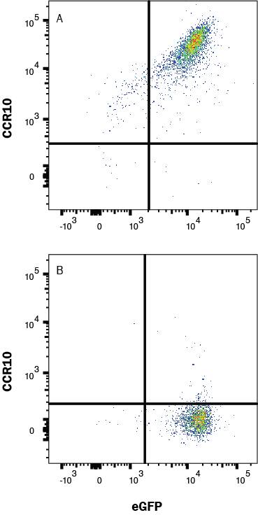 HEK293 Human Cell Line transfected with Mouse CCR10 and eGFP (A) vs irrelevant GPCR (B) were stained with Rat Anti-Mouse/Rat CCR10 APC‑conjugated Monoclonal Antibody (Catalog # fab2815a) and eGFP isotype control antibody (Catalog # IC006A). View our protocol for Staining Membrane-associated Proteins. 