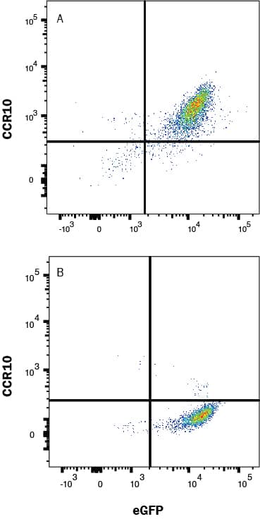 HEK293 Human Cell Line transfected with Mouse CCR10 and eGFP (A) vs irrelevant GPCR (B) were stained with Rat Anti-Mouse CCR10 PerCP‑conjugated Monoclonal Antibody (Catalog # fab2815C) and eGFP isotype control antibody (Catalog # IC006C). View our protocol for Staining Membrane-associated Proteins. 