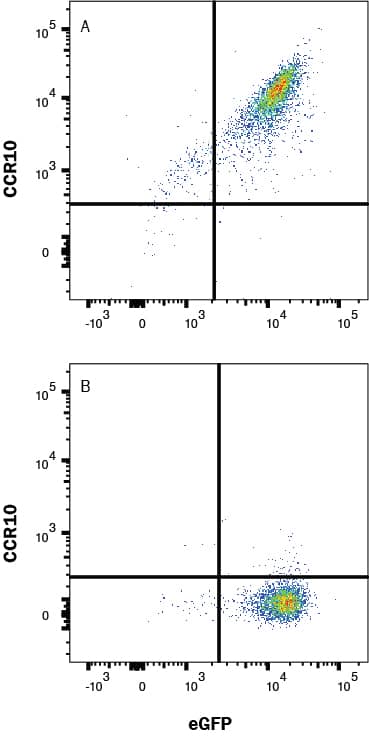 HEK293 Human Cell Line transfected with Mouse CCR10 and eGFP (A) vs irrelevant GPCR (B) were stained with Rat Anti-Mouse CCR10 Alexa Fluor® 700‑conjugated Monoclonal Antibody (Catalog # fab2815N) and eGFP isotype control antibody (Catalog # IC006N). View our protocol for Staining Membrane-associated Proteins. 