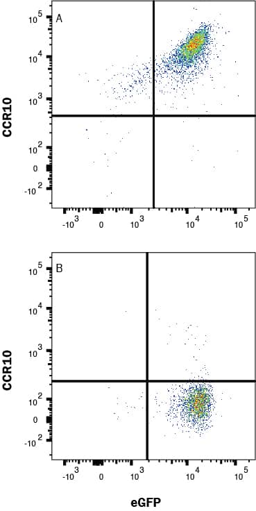 HEK293 Human Cell Line transfected with Mouse CCR10 and eGFP (A) vs irrelevant GPCR (B) were stained with Rat Anti-Mouse CCR10 PE‑conjugated Monoclonal Antibody (Catalog # fab2815P) and eGFP isotype control antibody (Catalog # IC006P). View our protocol for Staining Membrane-associated Proteins. 