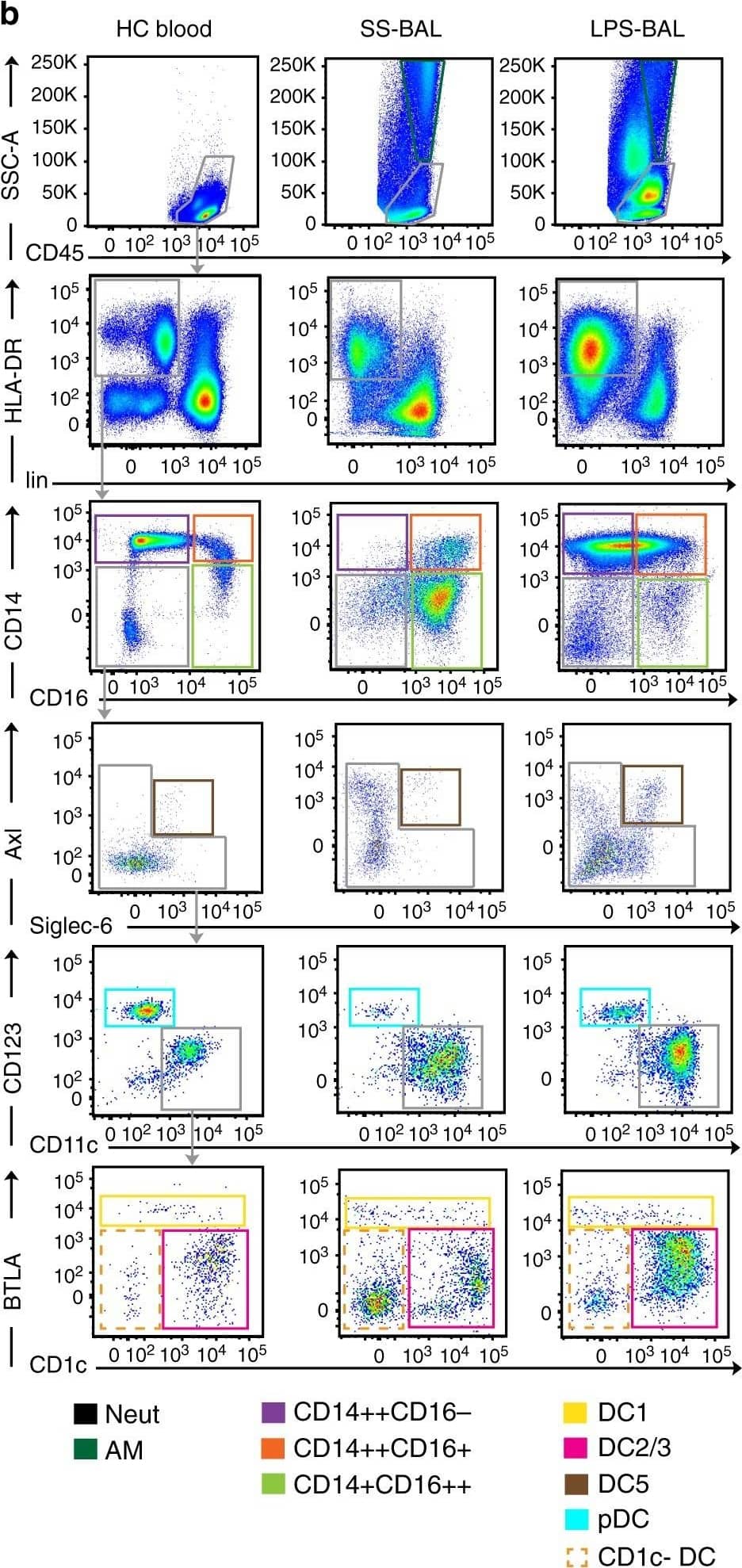 Neutrophils and mononuclear phagocytes are expanded in the alveolar airspace following LPS inhalation. a Schematic overview of study design. Solid arrows denote LPS inhalation (red) or saline inhalation control (blue). Black arrows denote blood sampling. Dashed arrows denote BAL. b Flow cytometry of leukocyte preparations from SS-BAL, LPS-BAL, and HC blood. The CD45 versus SSC plot was used to define CD45+SSChi AM, CD45loSSCmid neutrophils and CD45+SSClo mononuclear cells (see also Supplementary Fig. 1). Monocyte/macrophages and DCs were negative for lineage markers CD3, CD19, CD20, and CD56 and expressed HLA-DR. Monocyte/macrophages were divided into CD14++CD16−, CD14++CD16+, and CD14-CD16++ populations analogous to blood classical, intermediate and non-classical monocytes. DCs within the CD14-CD16− gate were divided into subsets: Axl+Siglec6+ DC5s, CD11cloCD123+ pDCs, CD1c+BTLAlo-mid DC2/3s, and BTLAhi DC1s. Plots are representative of n = 9 SS BAL and n = 10 LPS BAL. c Concentrations of neutrophil, monocyte/macrophage and DC subsets in SS-BAL and LPS BAL. Bars represent mean and lines SEM. p-values from unpaired t-tests of SS versus LPS are shown: “ns” p > 0.05, *p < 0.05, **p < 0.01, ***p < 0.001, ****p < 0.0001. d Monocyte/macrophage and DC frequency in HC blood, SS-BAL and LPS-BAL as a proportion of SSClo MHC class II-expressing cells (not-including CD1c- DCs). e Concentration of selected leukocyte populations in peripheral blood at 2-h intervals following inhalation of saline (blue line) or LPS (red line). Data points show mean ± SEM for 3–5 participants. p-values from one-way ANOVA are shown. p-value representation is described in c Image collected and cropped by CiteAb from the following publication (//pubmed.ncbi.nlm.nih.gov/31040289), licensed under a CC-BY license. Not internally tested by R&D Systems.