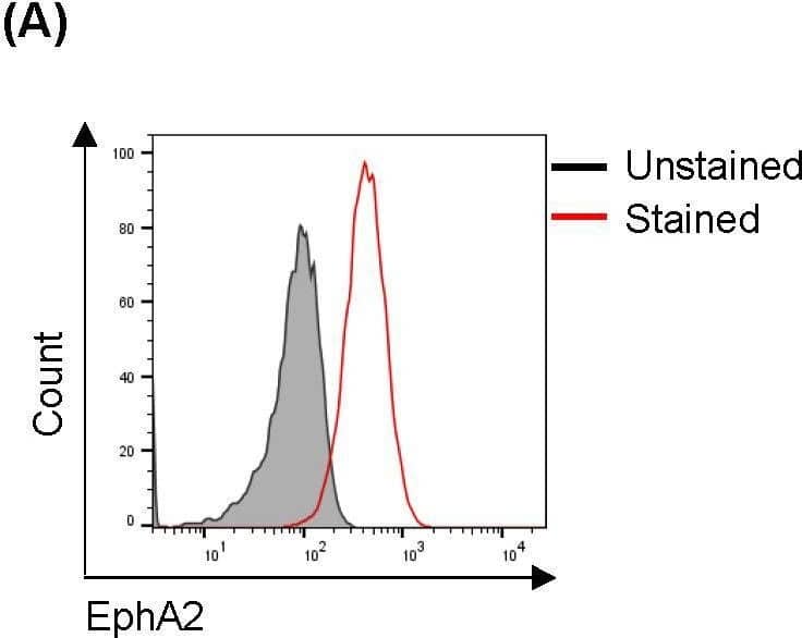 Cytotoxicity of EphA2 CAR-NK92 cells against H460 (A) EphA2 expression levels in H460 cells were confirmed through fluorescence-activated cell sorting analysis. (B) H460 cell killing activity by  delta  Ecto or EphA2 CAR-NK92 cells (#79, #85) was measured via calcein AM-based cytotoxicity assay at the indicated natural killer (NK): H460 (E: T) ratio. (C, D) Interferon (IFN)-gamma  secretion (C) and CD107a expression (D) in EphA2 CAR-NK92 cells cultured with H460. Each value represents the percentage of CD56+CD107a+ cells in flow cytometric density plots. Error bars for (B, C) are ± s.d. based on technical triplicate measurements. Experiments were repeated twice independently and showed similar results. Statistical significance was determined using the Student’s t-test: ***p < 0.001. Image collected and cropped by CiteAb from the following open publication (//pubmed.ncbi.nlm.nih.gov/40181964), licensed under a CC-BY license. Not internally tested by R&D Systems.