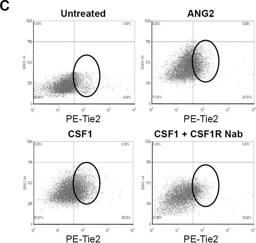 CSF1 up-regulates Tie2 receptor on CD14+ human monocytes.(A) CD14+ monocytes were isolated from whole blood using CD14+ microbeads. Cells were fixed and immunostained using anti-human Tie2 receptor antibody or isotype control antibody immediately following isolation (Freshly isolated) or after treated without (-CSF1) or with rhCSF1 (100 ng/ml) (+CSF1) for 24 hours. N = 10 per group and results represent the mean ± SEM of Tie2-positivity. (B) CD14+ monocytes treated with rhANG1 (100 ng/ml), rhANG2 (100 ng/ml) or a dose-response of rhCSF1 (0, 0.1, 1, 10, 100 ng/ml). ANG2 up-regulated Tie2 expression compared to ANG1 and CSF1 induces a dose-escalation of Tie2 on CD14+ monocytes. N = 10 per group and results represent the mean ± SEM of Tie2-positivity. (C) CD14+ monocytes were left untreated (Utx) or treated with rhANG2 (100 ng/ml) (ANG2), rhCSF1 (100 ng/ml) (CSF1), CSF1R neutralizing antibody alone, or pre-treated with the CSF1R Nab for 30 minutes prior to stimulation with rhCSF1 (100 ng/ml) (CSF1R NAb+CSF1) for 24 hours. ANG2- and CSF1-treatment significantly increased Tie2 expression while the CSF1R NAb abrogated this effect. N = 8 per group and results represent the mean ± SEM of Tie2-positivity by flow cytometry. (D) CD14+ monocytes were left untreated (Untreated), pre-treated with CSF1R NAb (40 µg or 80 µg) for 30 minutes then treated with rhCSF1 (100 ng/ml) (CSF1R NAb+CSF1), or with rhCSF1 (100 ng/ml) alone (CSF1) for 10 minutes. Western blot analysis indicates that the CSF1R NAb was effective at reducing Akt1 phosphorylation. Image collected and cropped by CiteAb from the following publication (//pubmed.ncbi.nlm.nih.gov/24892425), licensed under a CC-BY license. Not internally tested by R&D Systems.